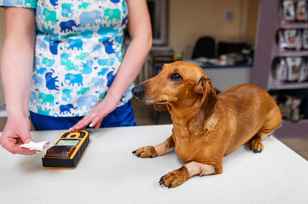 Dachshund dog undergoing electrocardiogram testing during a veterinary cardiology examination
