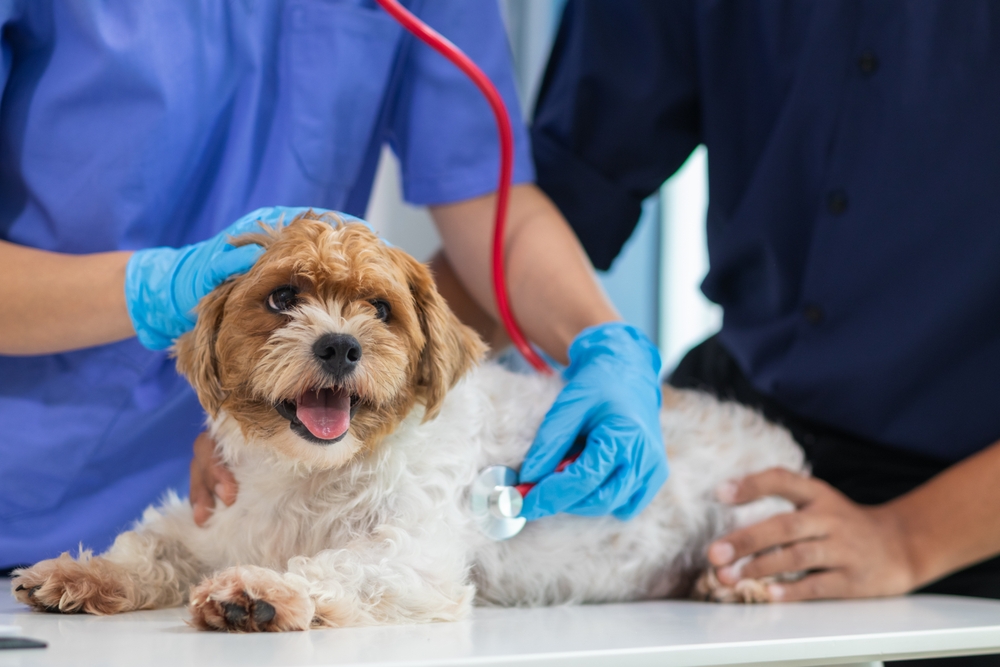 Veterinarian using a stethoscope to examine a dog during a routine health check at a veterinary clinic