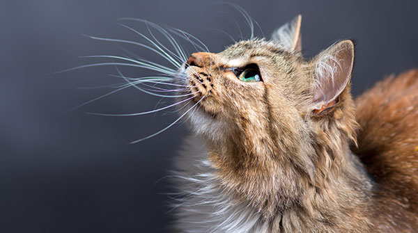 portrait of a beautiful cat - Image