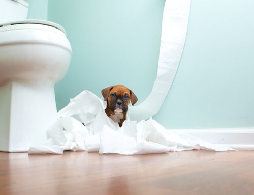 4 Tips to Prevent Your Puppy From Misbehaving