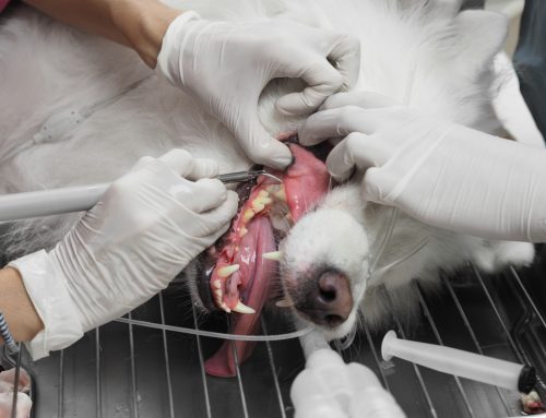 The Importance of Professional Veterinary Dental Cleanings