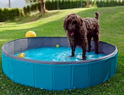 No Sweat: How to Keep Your Pet Cool This Summer