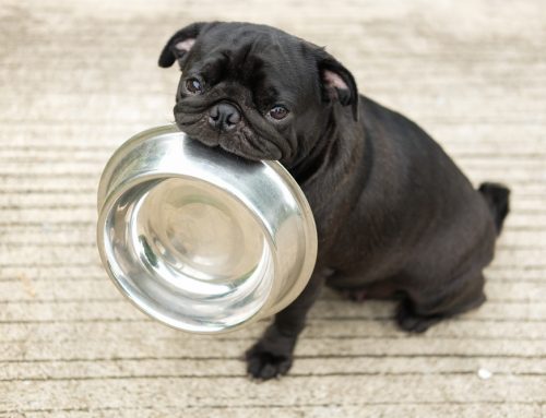 More or Less? Changes in Your Pet’s Appetite or Thirst