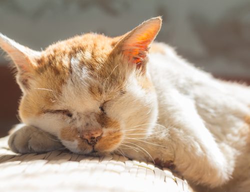 Do’s and Don’ts for Supporting Senior Pets