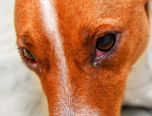 Jeepers Peepers: 10 Causes of Eye Redness in Pets