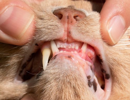 When Teeth Turn Troublesome: A Guide to Resorptive Lesions in Cats