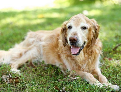 Understanding and Easing Chronic Pain in Senior Pets: Expert Insights from Animal Medical Hospital of Naples