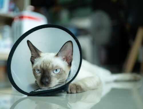 Post-op complications: Why cones and crate rest matter