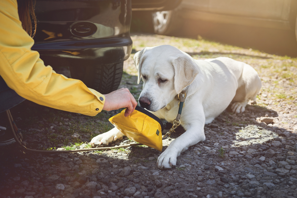 Happy dog drinking water to stay hydrated for healthy pet care.