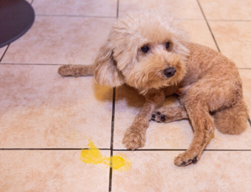 Chronic Vomiting: From Food Trials to GI Biopsy