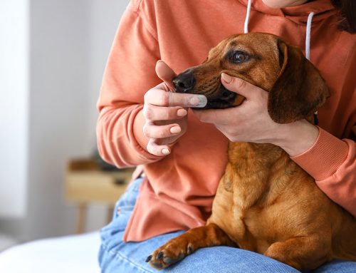 Dental Home Care That Works: Brushes, Wipes, and Gels