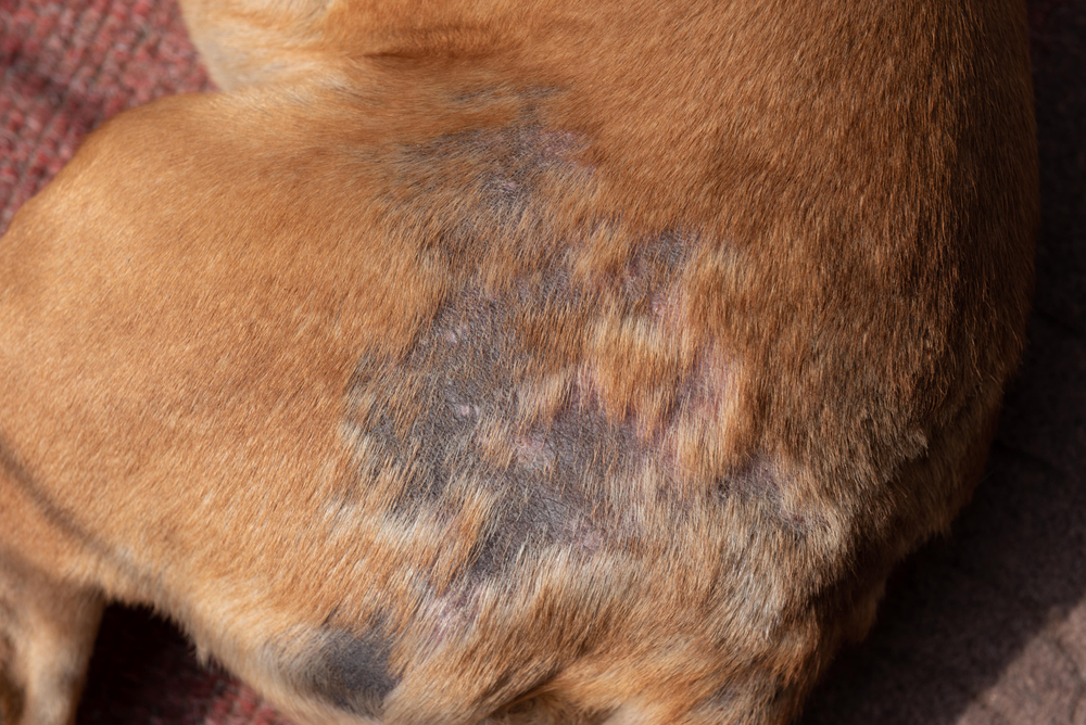 Close-up of a dog’s back showing patchy fur loss and darkened, irritated skin suggesting a possible dermatological condition.