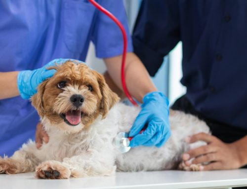 How Do Vets Read Bloodwork to Diagnose IMHA and ITP?